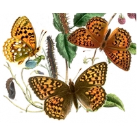 Dark Green Fritillary aglaia 15 eggs